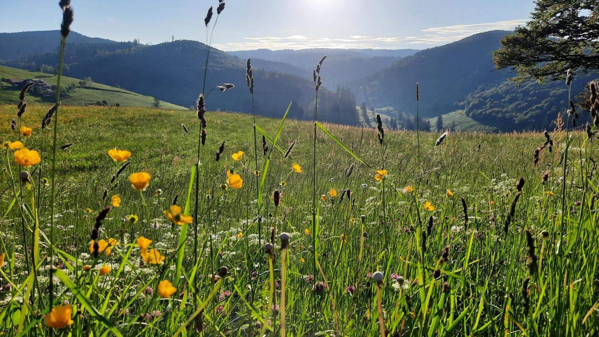 Gruener Baum Naturparkhotel & Schwarzwald-Restaurant Todtnau Eksteriør bilde