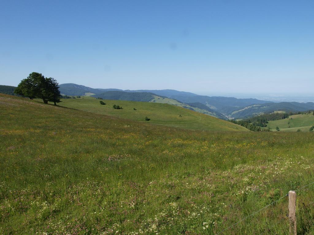 Gruener Baum Naturparkhotel & Schwarzwald-Restaurant Todtnau Eksteriør bilde